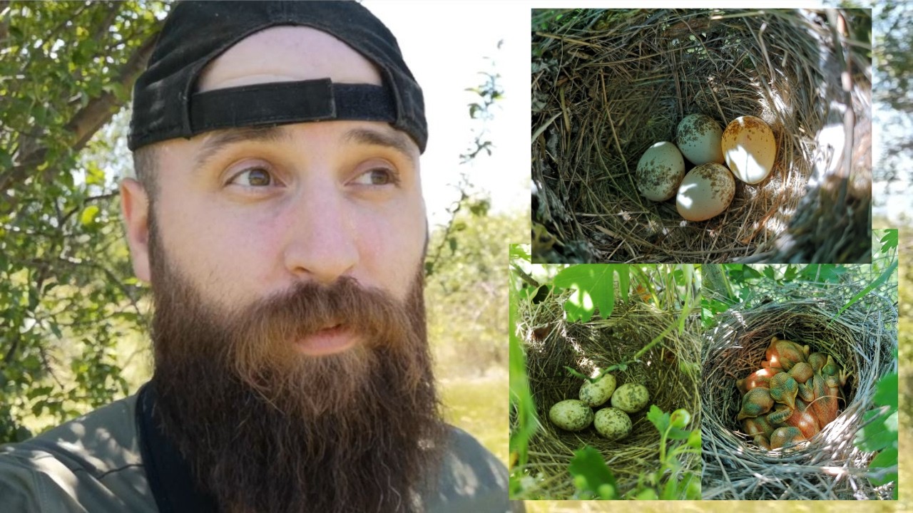 Bird nest walk - RB chicks, new nests and UPDATES
