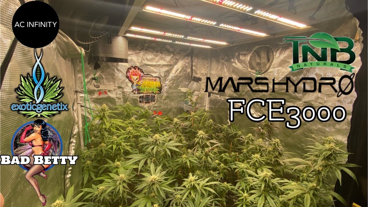 #marshydroreview  @MarsHydro_official FCE3000 Wk4 flower Exotic Genetix Bad Betty, @TNBNaturals