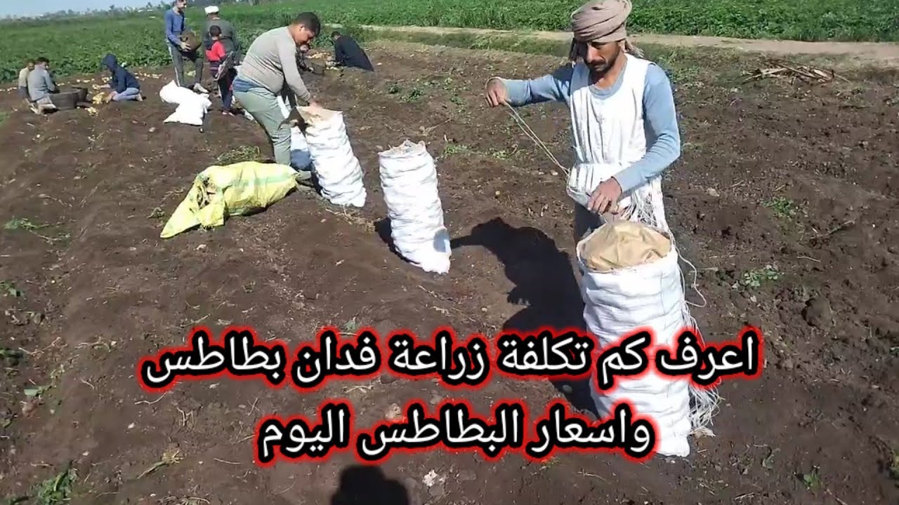 اعرف كم تكلفه زراعة فدان بطاطس واسعار البطاطس اليوم في النازل
