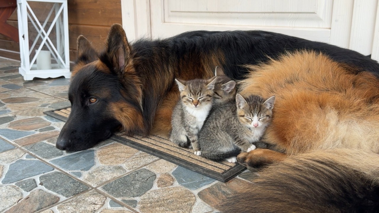Foster Kittens Take Over German Shepherd's Life