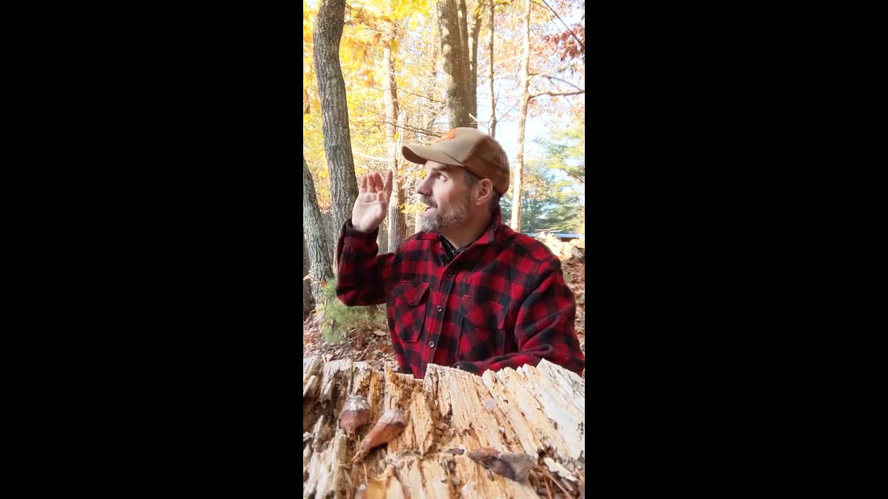 Eastern Chipmunk - Learn A Bird: Episode #25