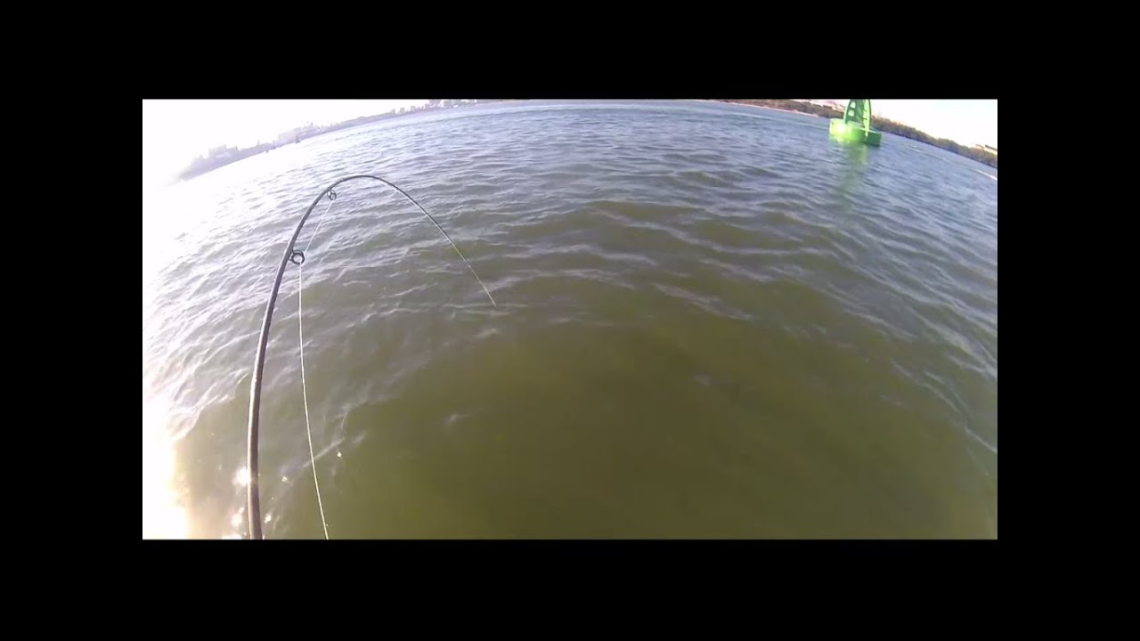 Fly Fishing Durban Harbour_ Kingfish 02
