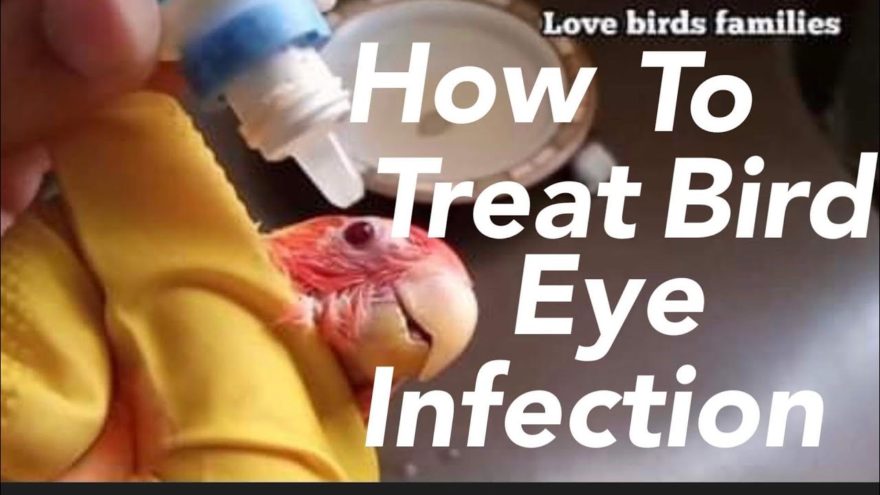 How to treat love bird Eye Infection (Conjunctivitis)  love birds eye problem