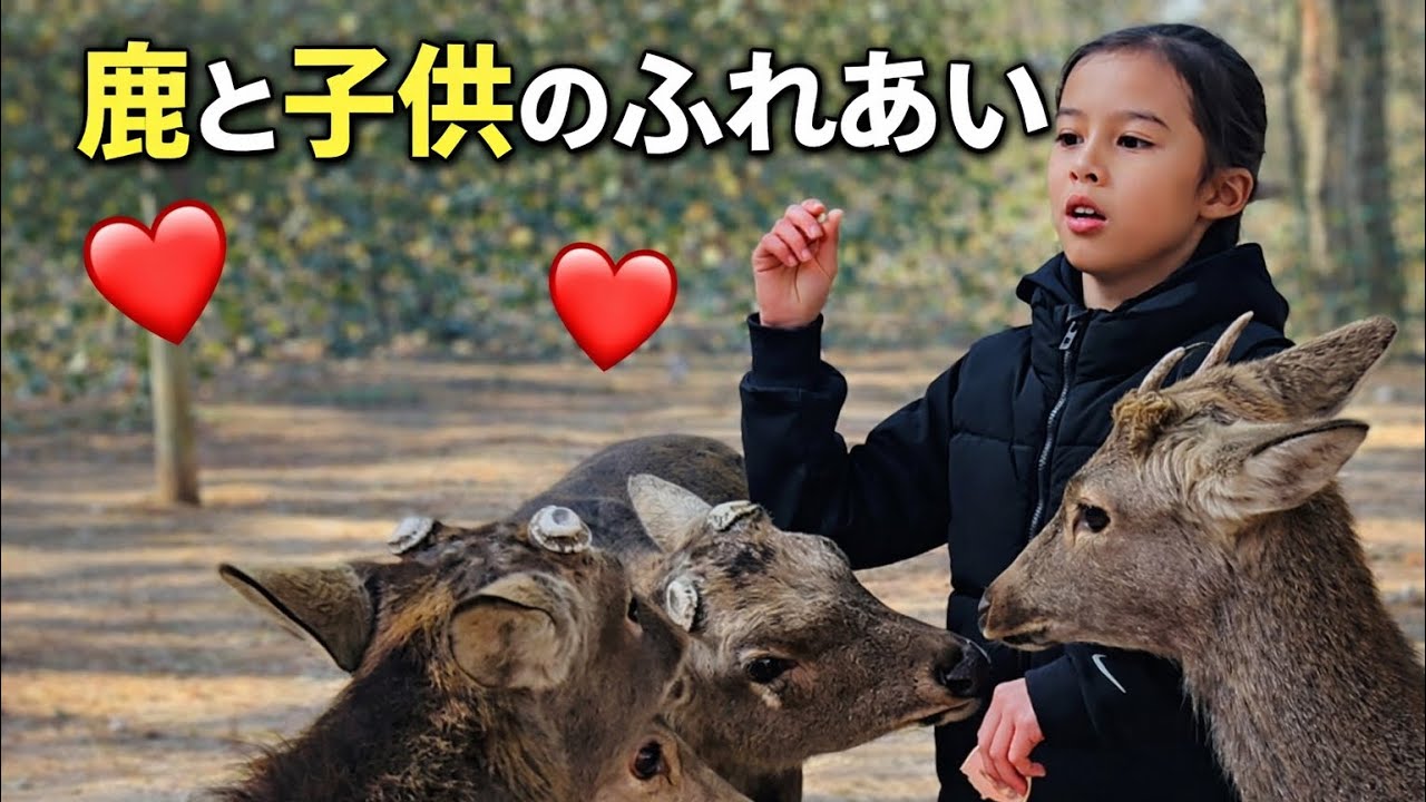 奈良公園の道端で鹿や小さな子供たちが外国人のお客さんにビスケットをあげる様子を、この美しく愛情あふれる動画でお楽しみください。