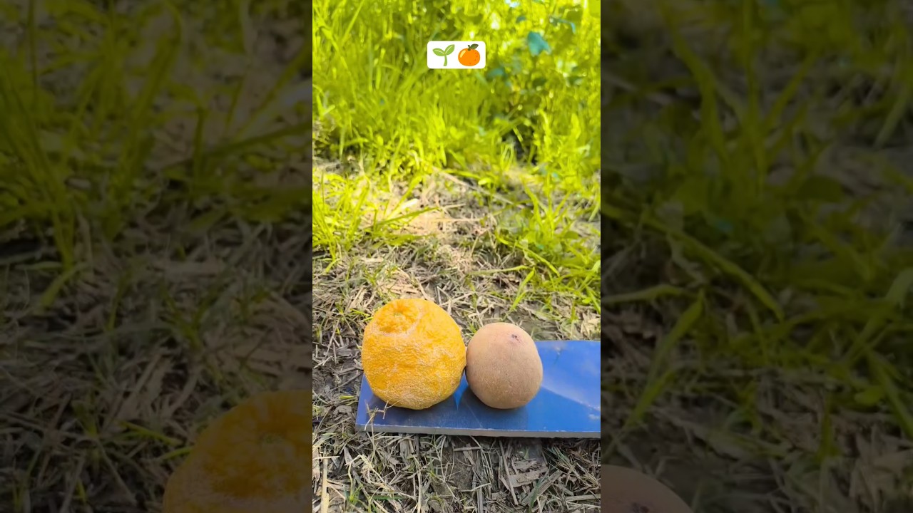 🍊#trendingshorts #trending  #shorts #ytshorts #youtubeshorts #youtube #farming #amazing#yt