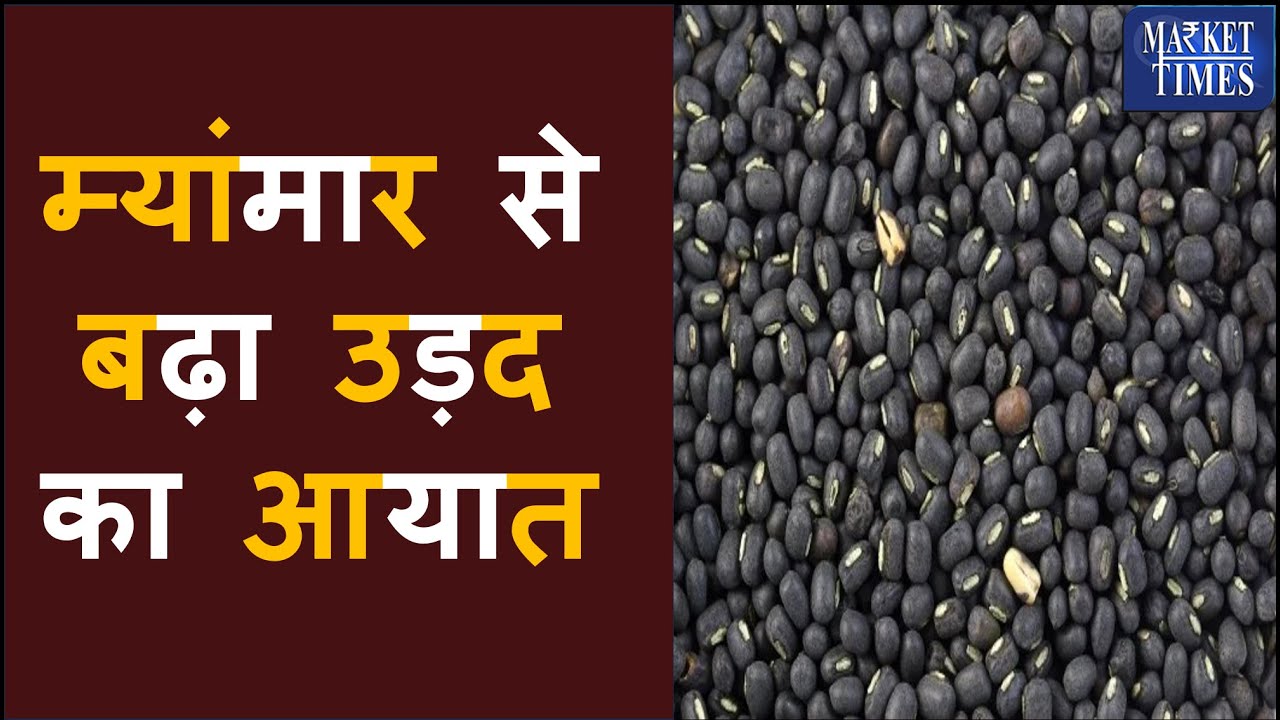 म्यांमार से बढ़ा उड़द का आयात #urad #pulses #mandi #agriculture #farmer #kissan #myanmar