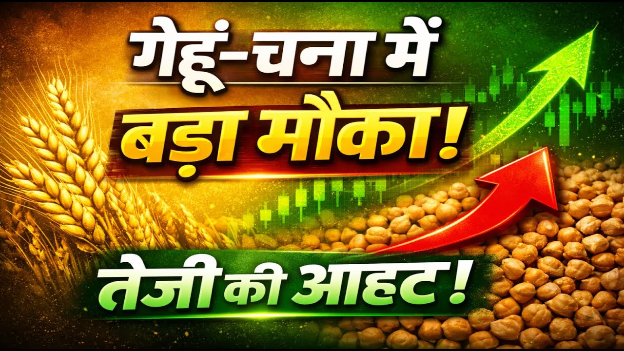 गेहूं–चना में बड़ा मौका ! तेजी की आहट ! #wheat #gehun #mandi #kissan #bhav #rgrain
