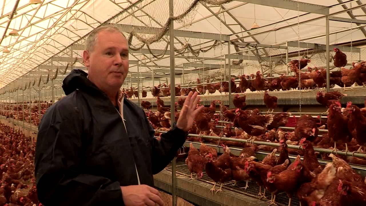 Why choose cage-free eggs? | Choose Cage-Free campaign