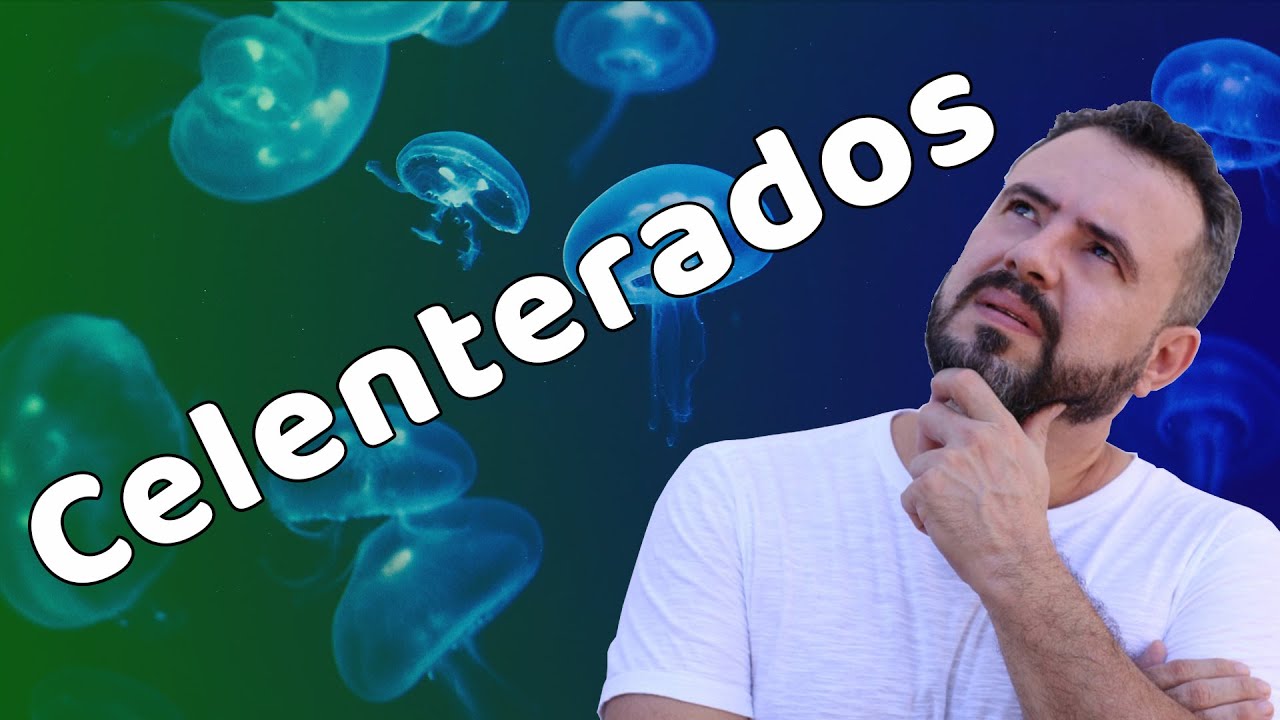CELENTERADOS | Reino Animalia | Zoologia | Prof. Daniel Fernandes #biologia #aula #celenterados