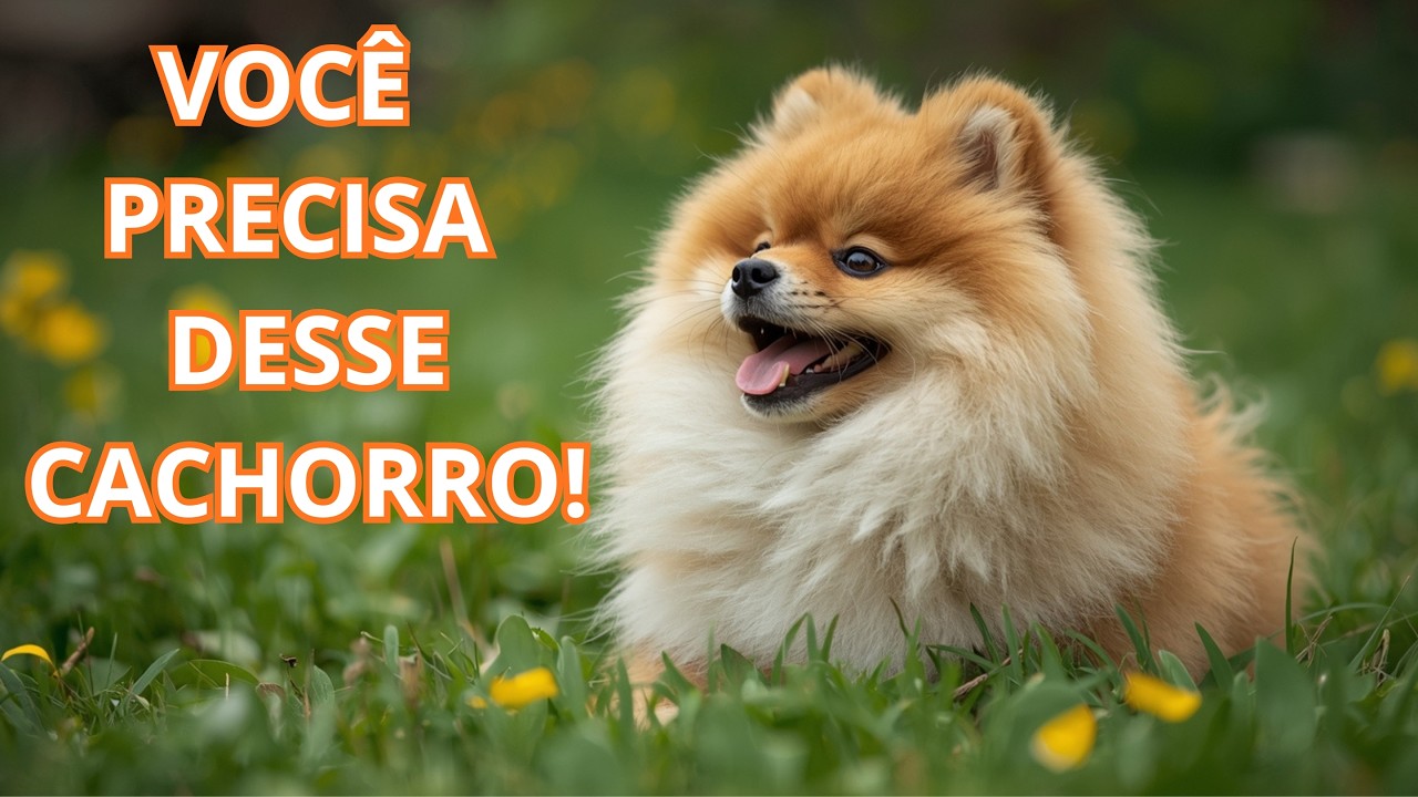 Você Vai Se Apaixonar! 5 Motivos Para Ter um Lulu da Pomerânia
