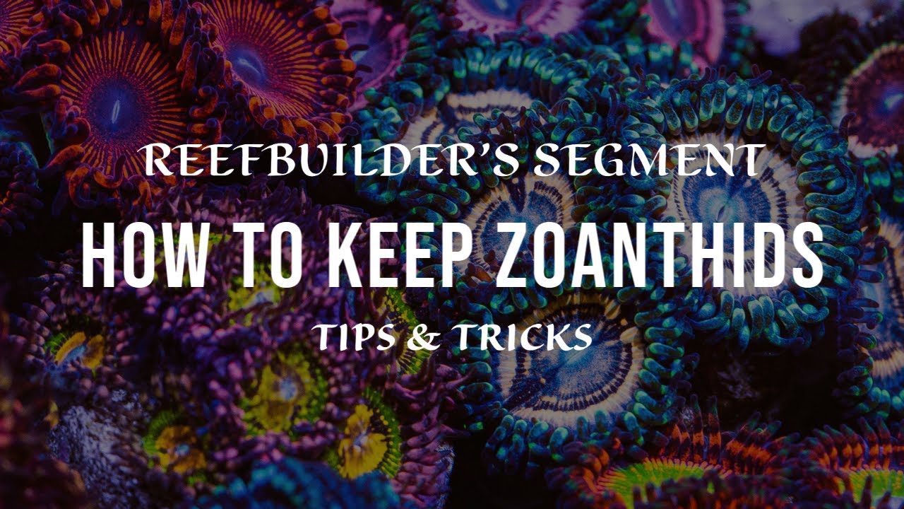 Zoanthids - How to Keep and Growing using Tips and Tricks (Reefbuilder's Video Segment)