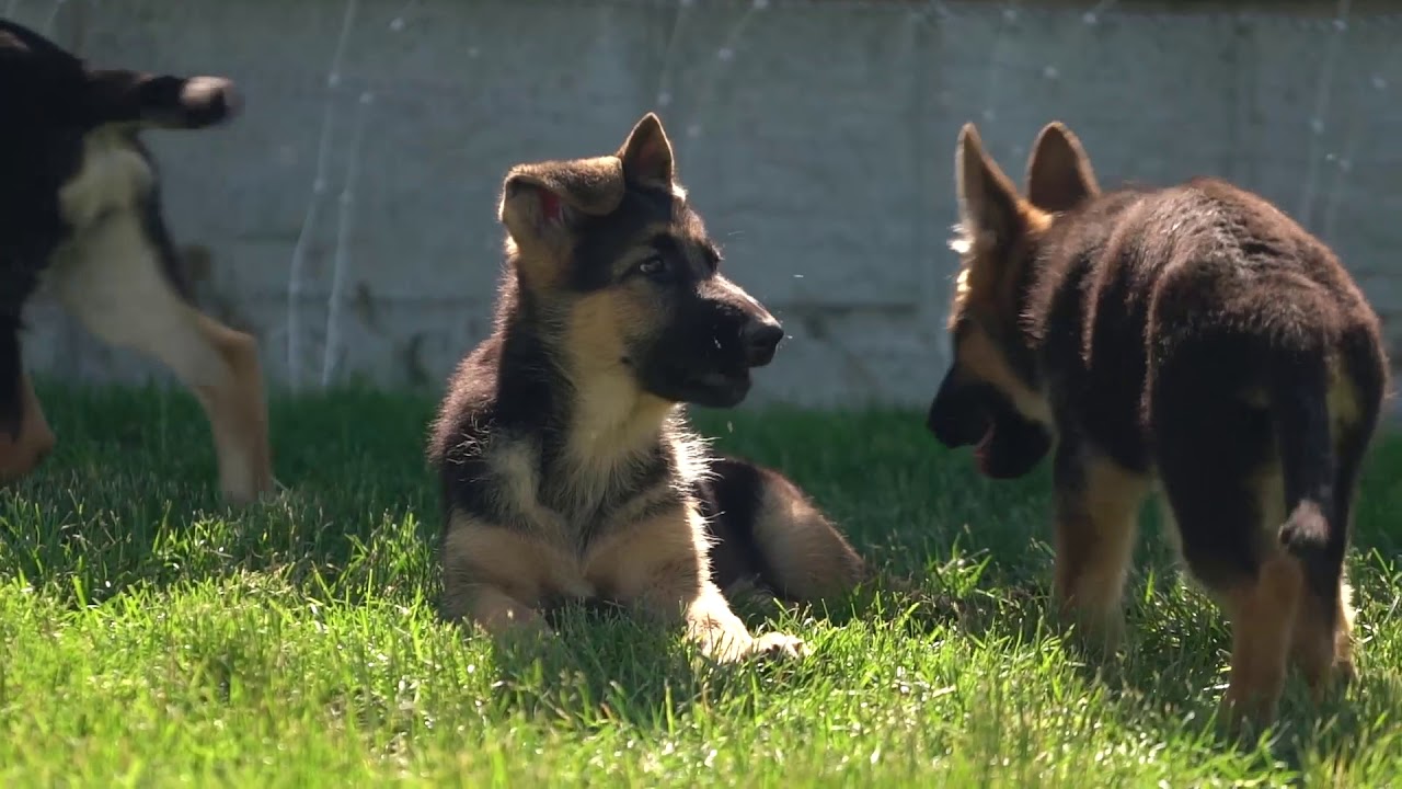 Meet Real Petland Breeders: Yoder Valley Kennel