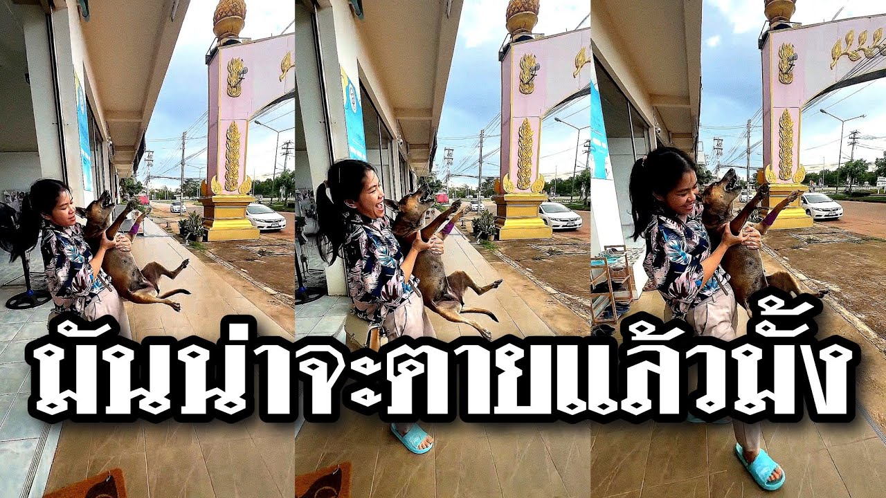 ไม่ใช่ช็อคแล้วล่ะ มันน่าจะตายแล้วมั้ง