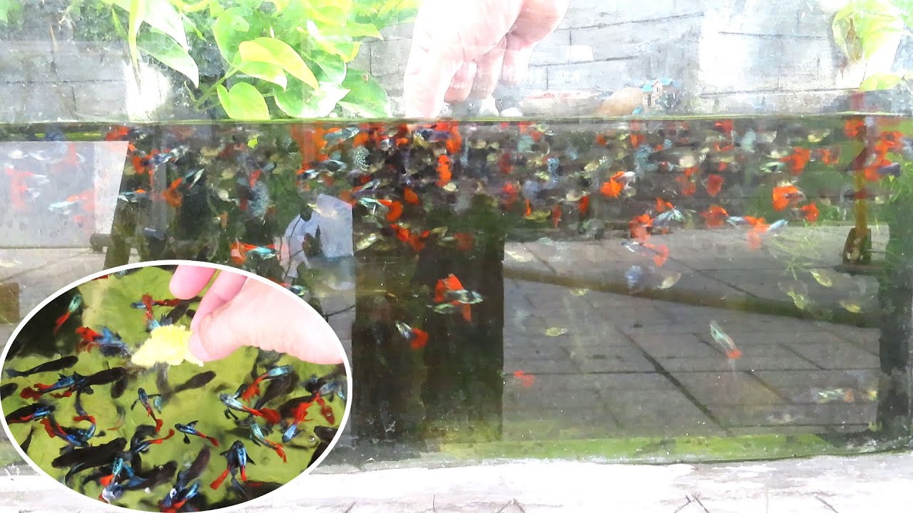 Aquarium (Dumbo Redtail Halfmoon Guppies) After 12 months 😍