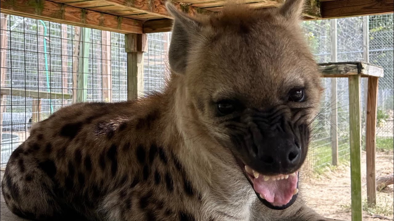 Watering a Hyena?!