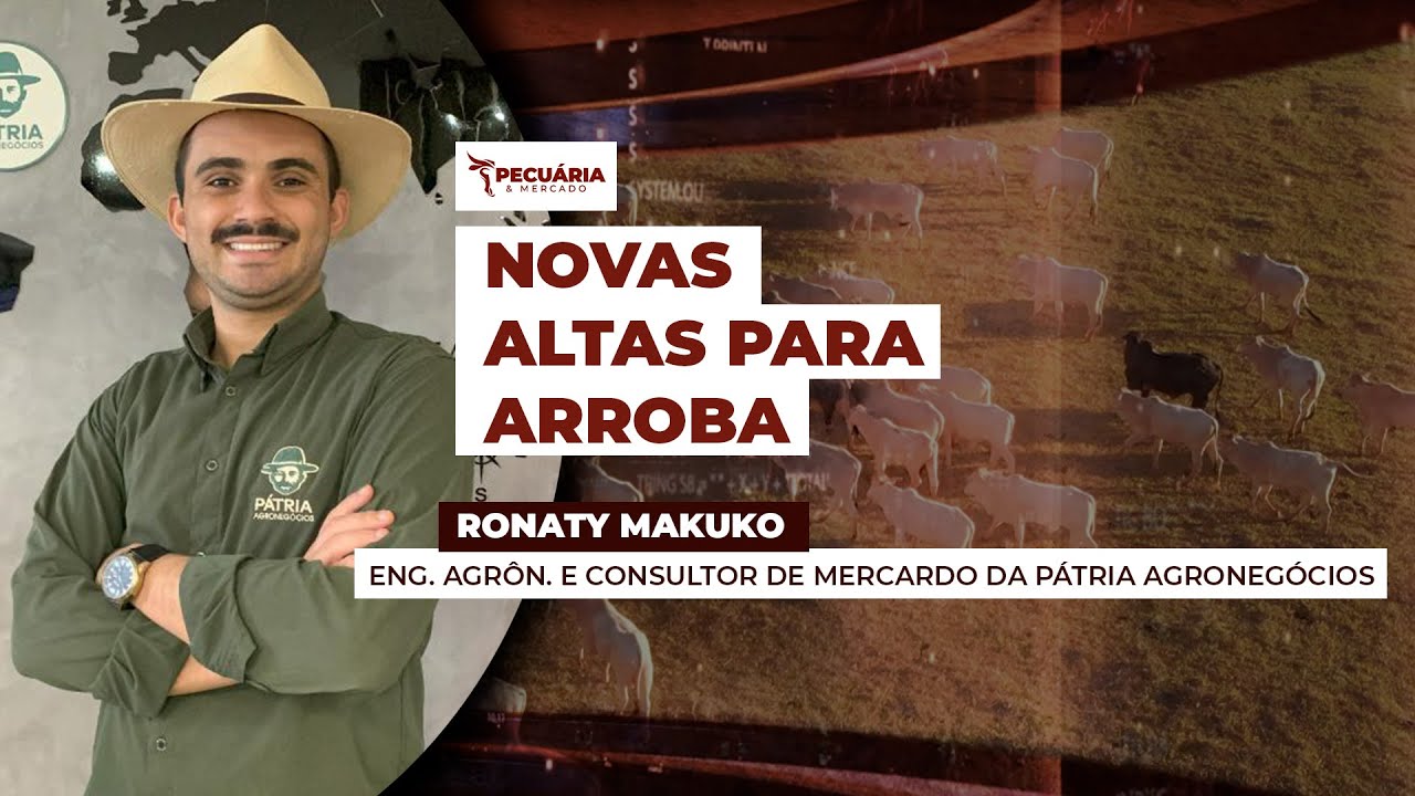 Alta do boi gordo ganha força em outubro e deve seguir firme até 2026, aponta consultor da Pátria...