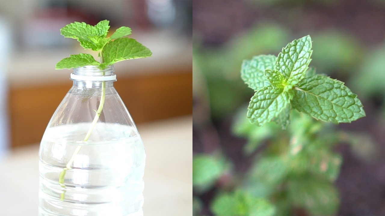How to Grow Mint from Cutting | Root and Propagate Mint in Water