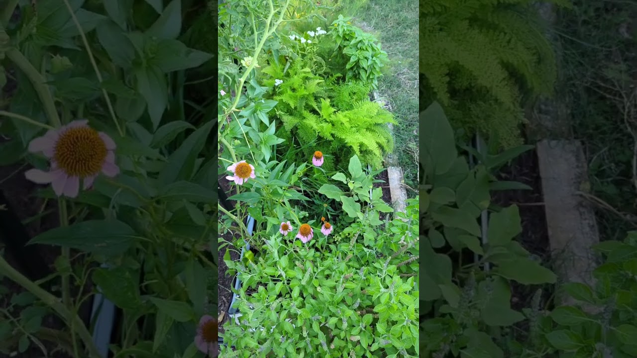 My diagram for planting my fully automated kitchen garden! #texasgarden #herbgarden