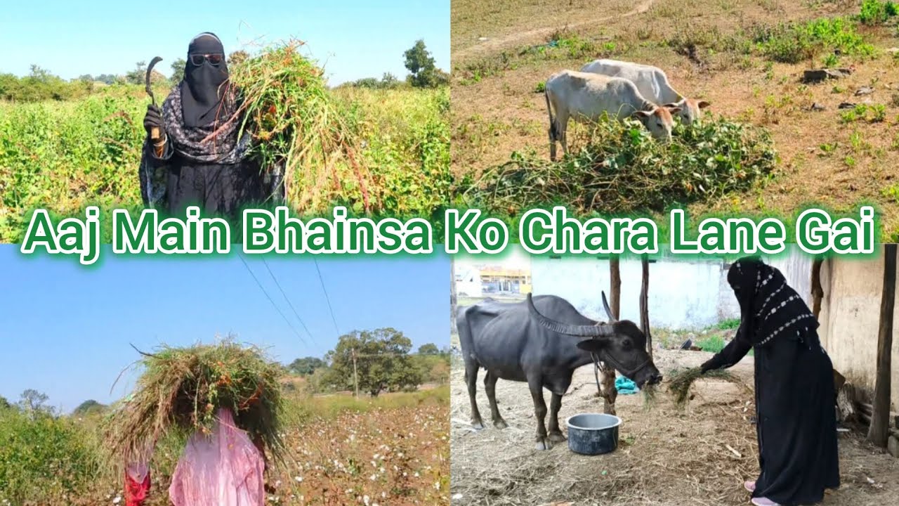 Hyderabadi Ammi  Gaon Me | Aaj Main Bhaisun Ko Chara Lane Jungle Ko Gai#vlog#villagelifestyle