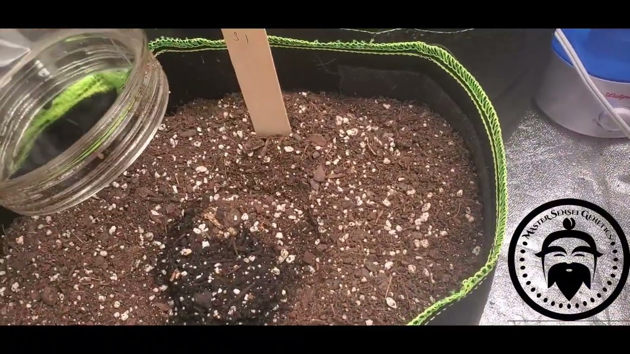 MSG Auto flower update and new life!