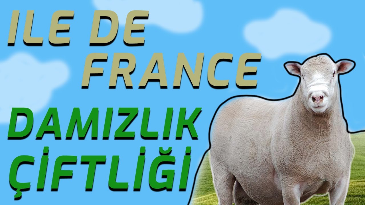 DAMIZLIK ILE DE FRANCE KOYUN YETİŞTİRİCİLİĞİ | KÜÇÜKBAŞ SAATİ