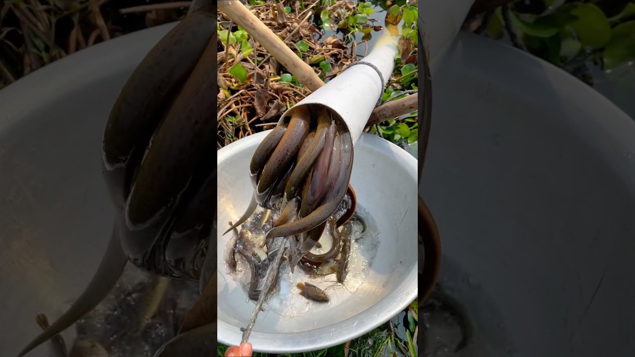 Eel Fishing Technique #shorts