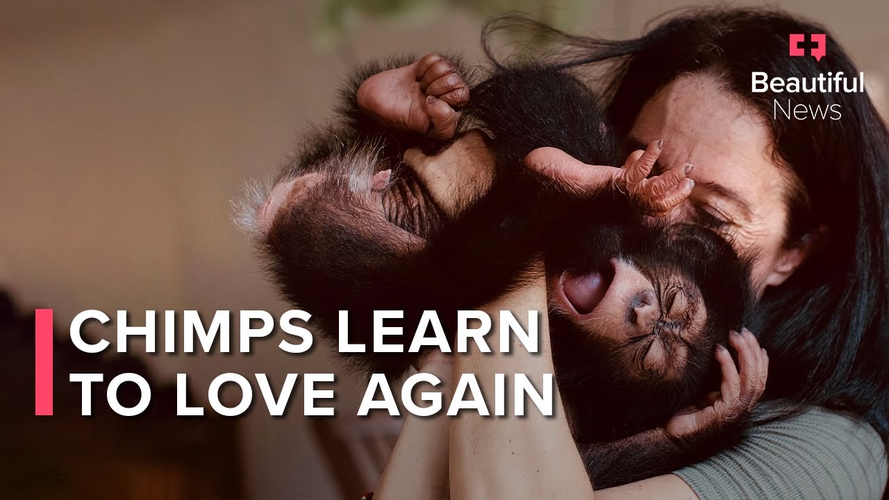 Beautiful News | This sanctuary is the last hope for Liberia&rsquo;s orphaned chimps