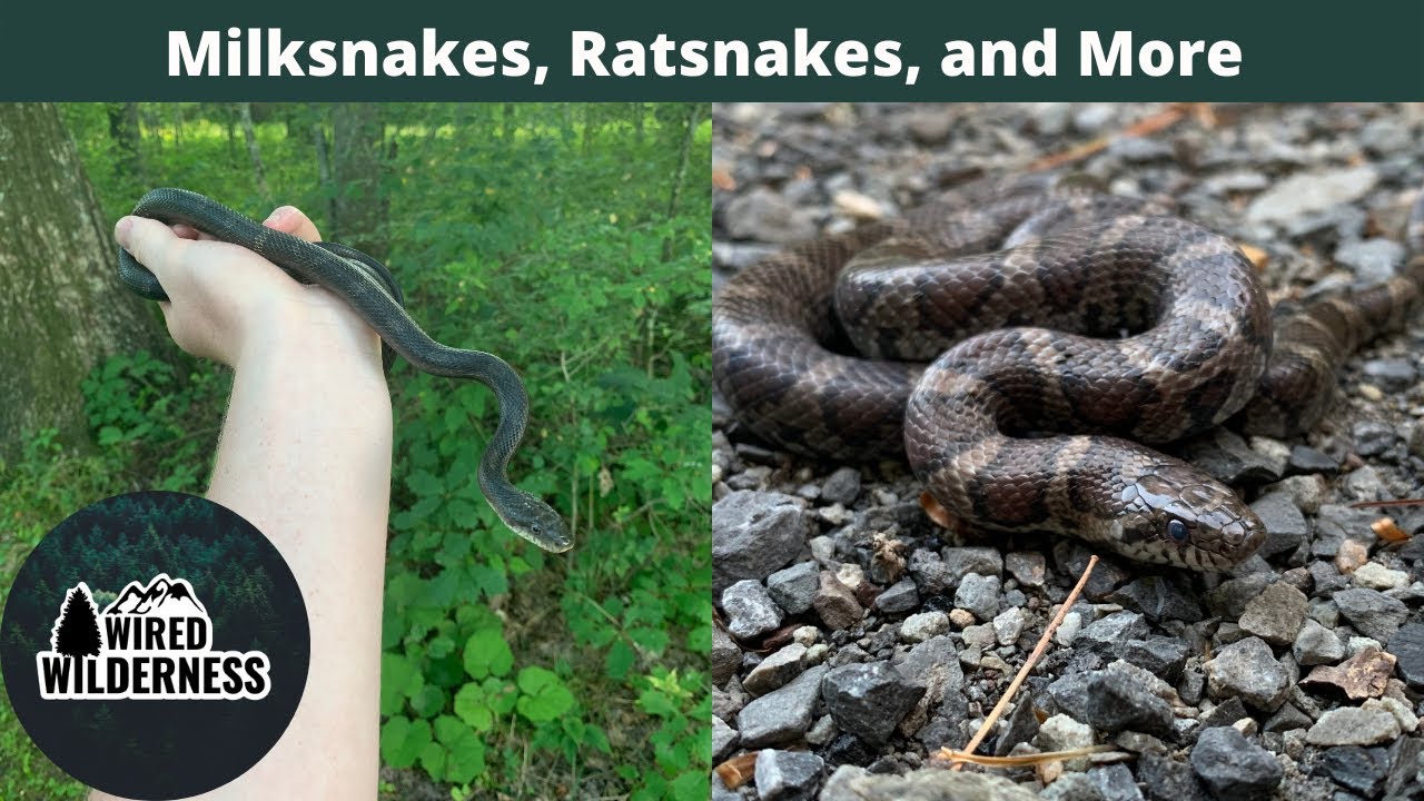 Fall Milksnakes and Ratsnakes | Herpetology | Wired Wilderness Vlog