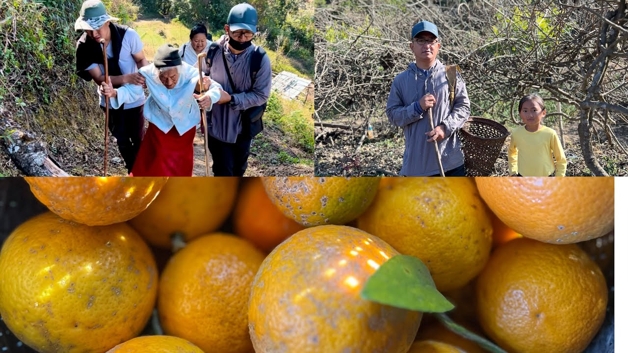 Taking my 103yrs old Grandma❤️to Farm #Family #picnic #Lemon🍋 plucking.