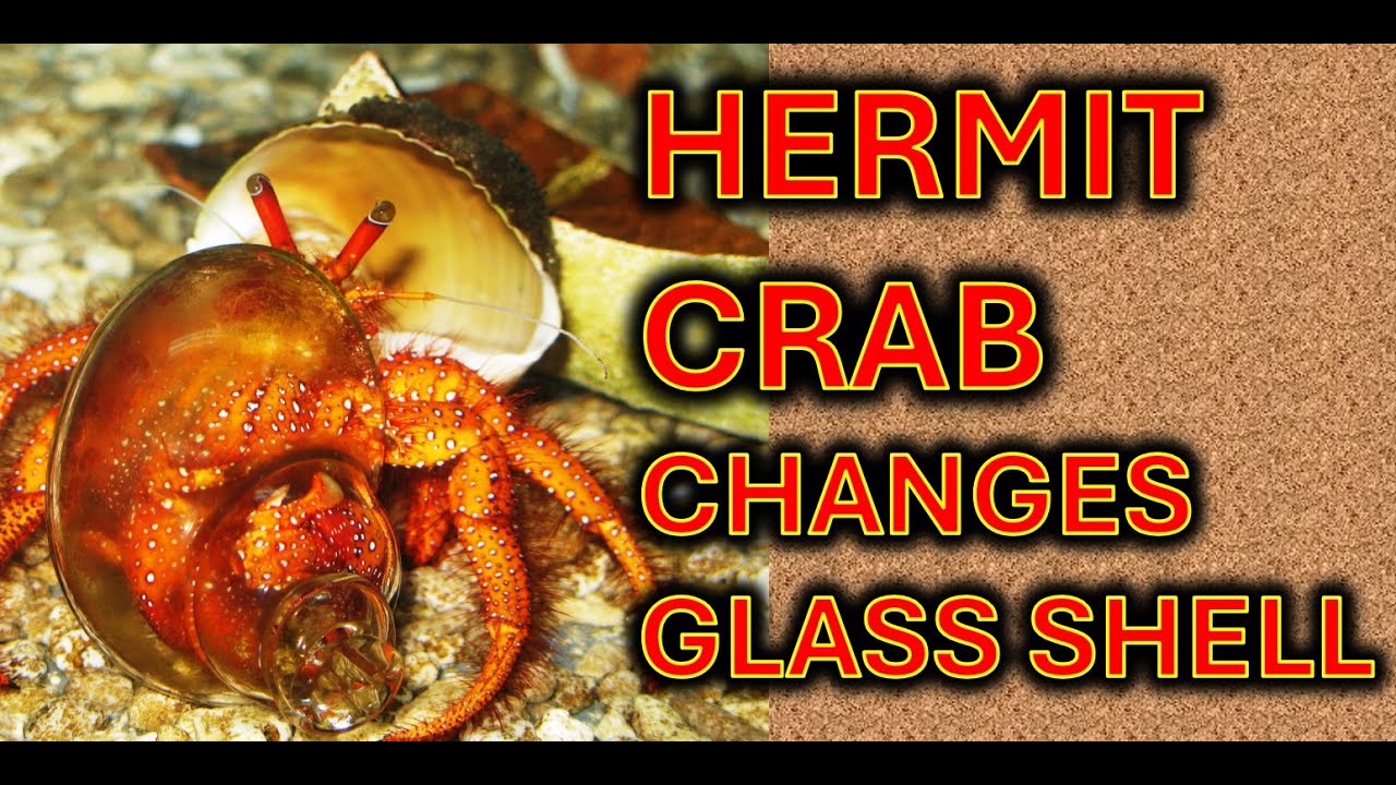 Hermit crab leaves glass shell