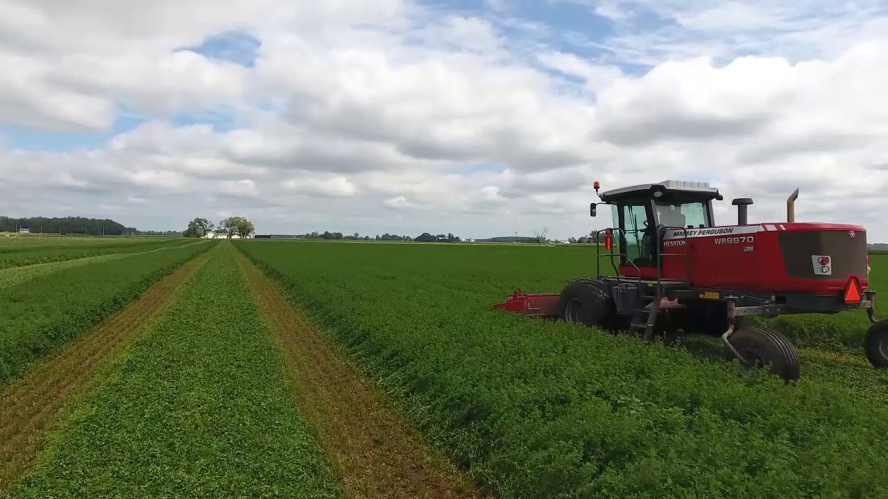Mowing Alfalfa Hay With Massey Ferguson Windrowers