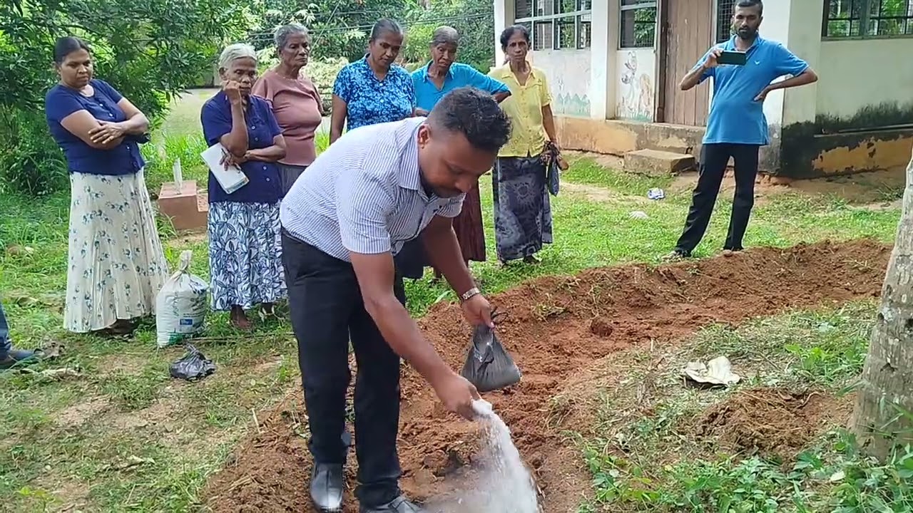 How to properly fertilize a coconut tree | පොල් ගසකට නිවැරදිව පොහොර යෙදීම
