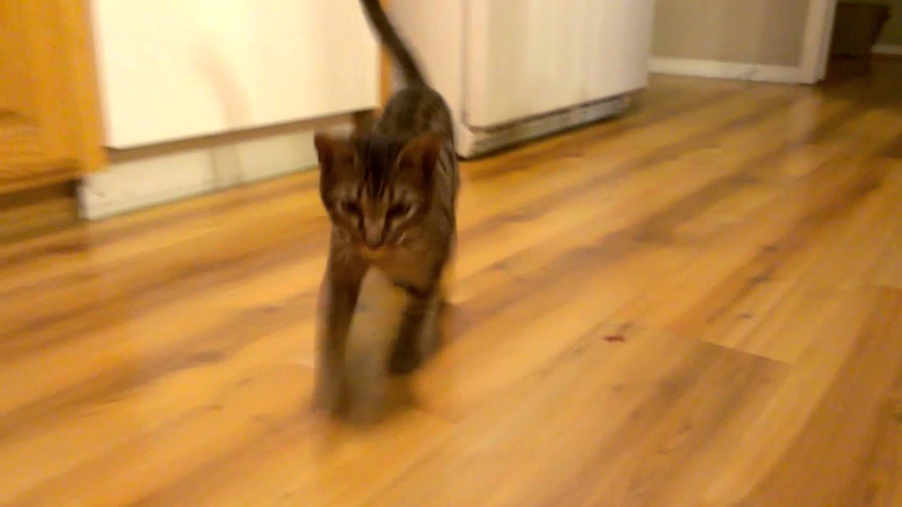 Tensoon Pouncing!