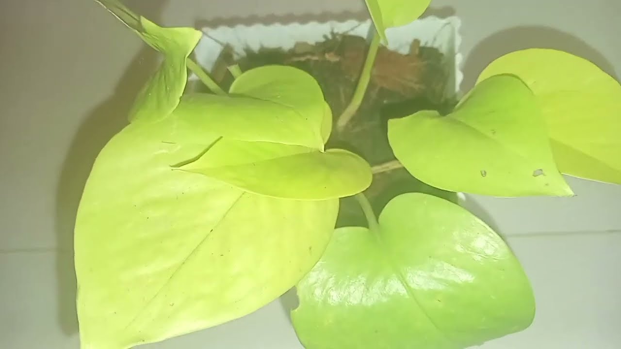විසිතුරු පැල හා Indoor plant අඩුම මිලට /🌿🌿☘️☘️🌵Sl Online Sales
