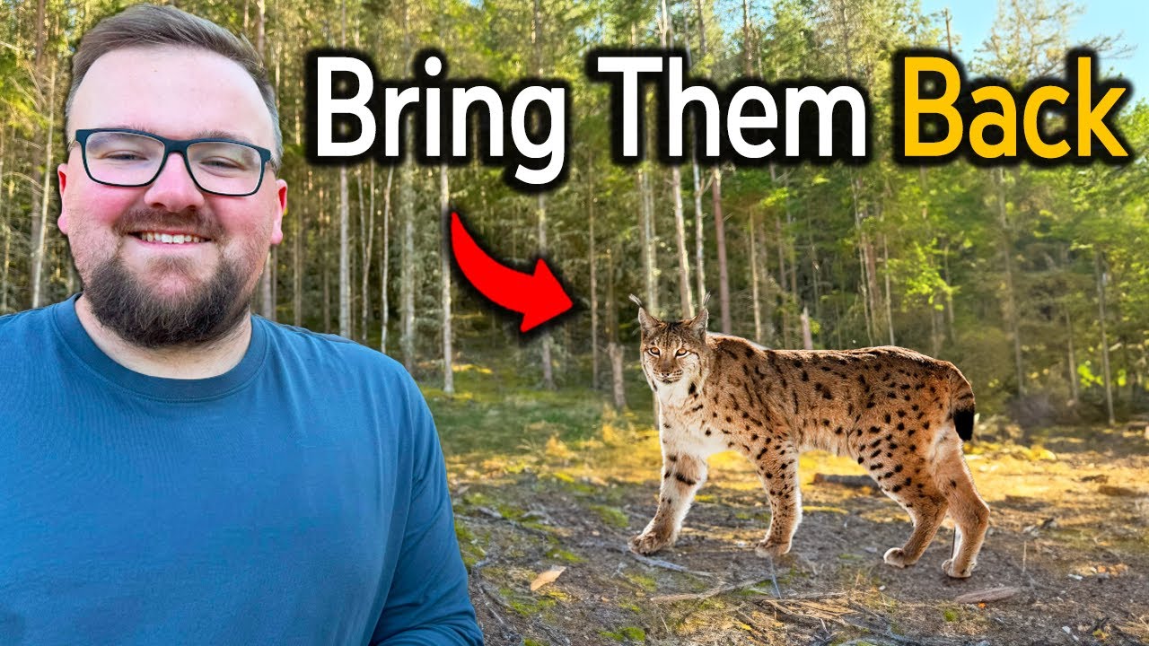 The UK Needs To Reintroduce Lynx