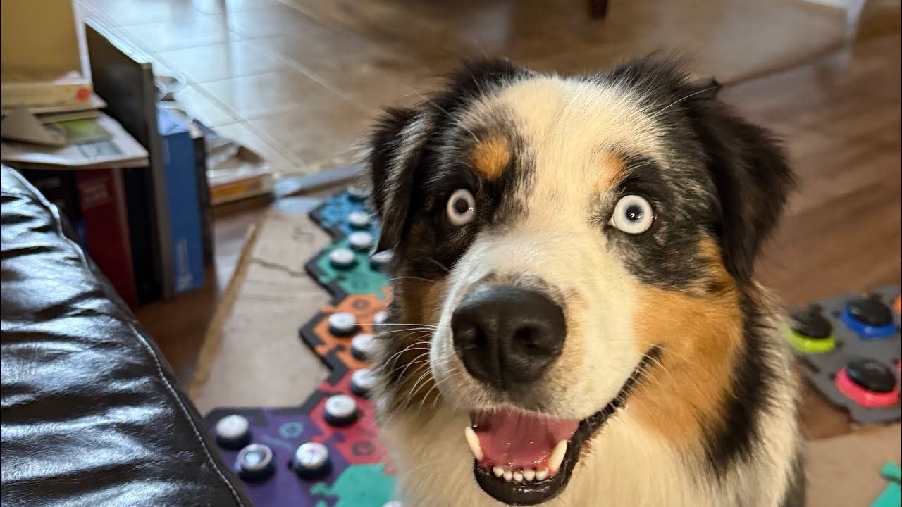 Dog asks for kisses with talking buttons