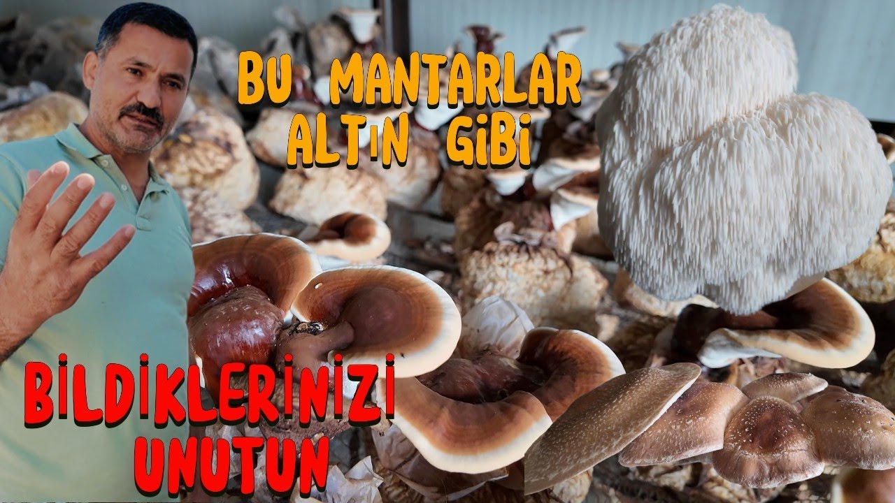 Tıbbi Mantar Yetiştiriciliği Nasıl Yapılır.