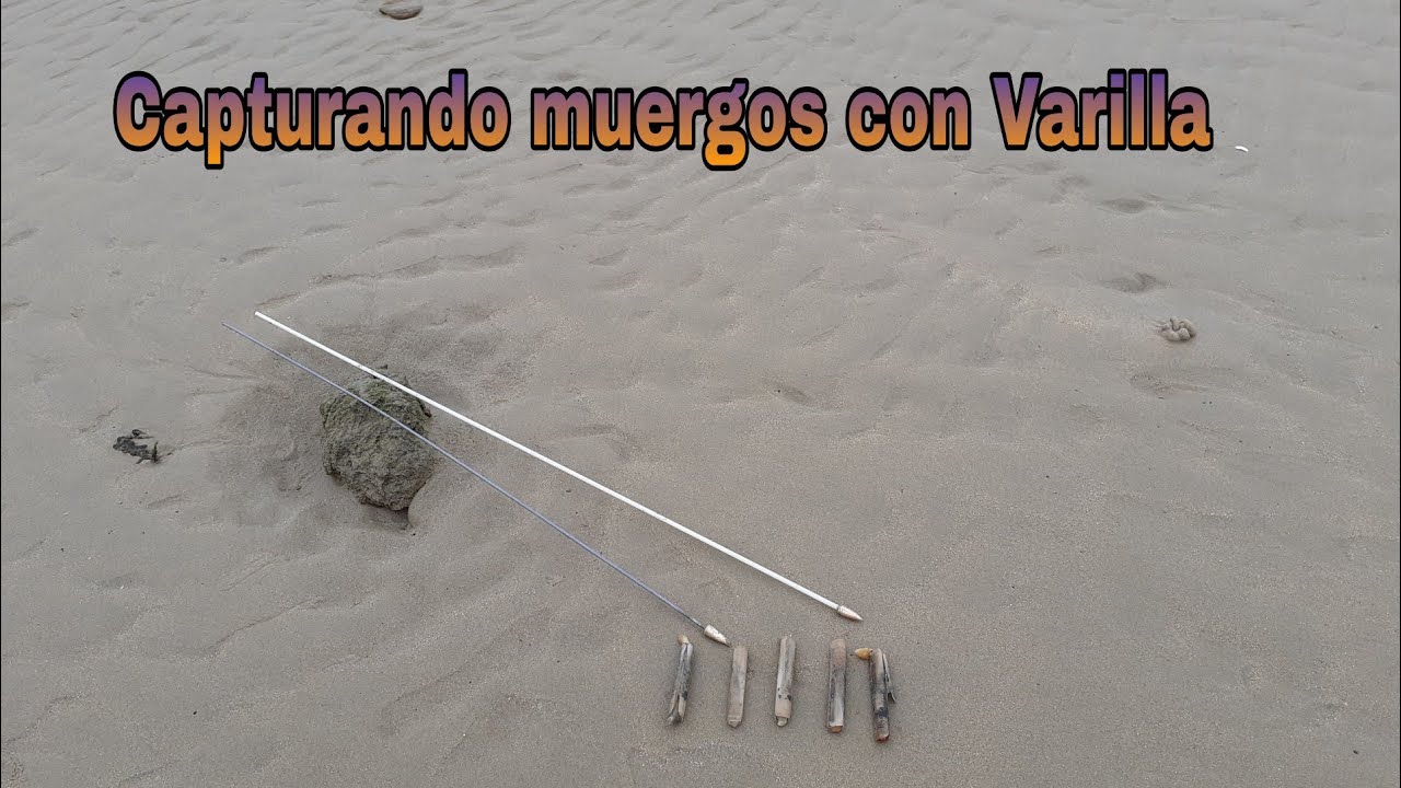 Cogiendo muergos con varilla