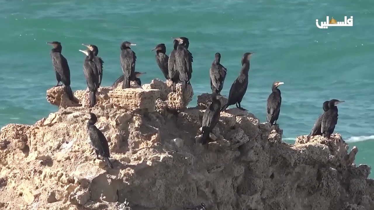 تعرف على تضاريس فلسطين الخلابة .. في برنامج #من_فلسطين