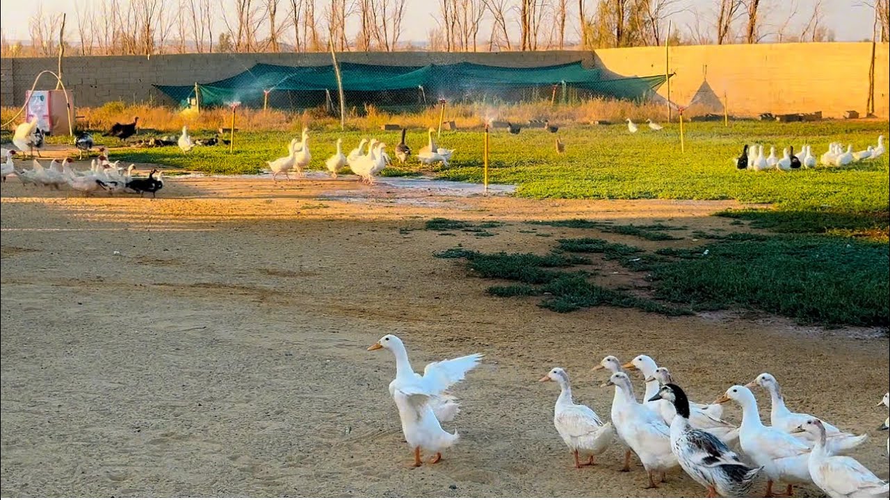 جوله بالمزرعه ممتعه نشوف انواع من الطيور حمام دجاج بط رومي وز فره وغيرها 😊👍