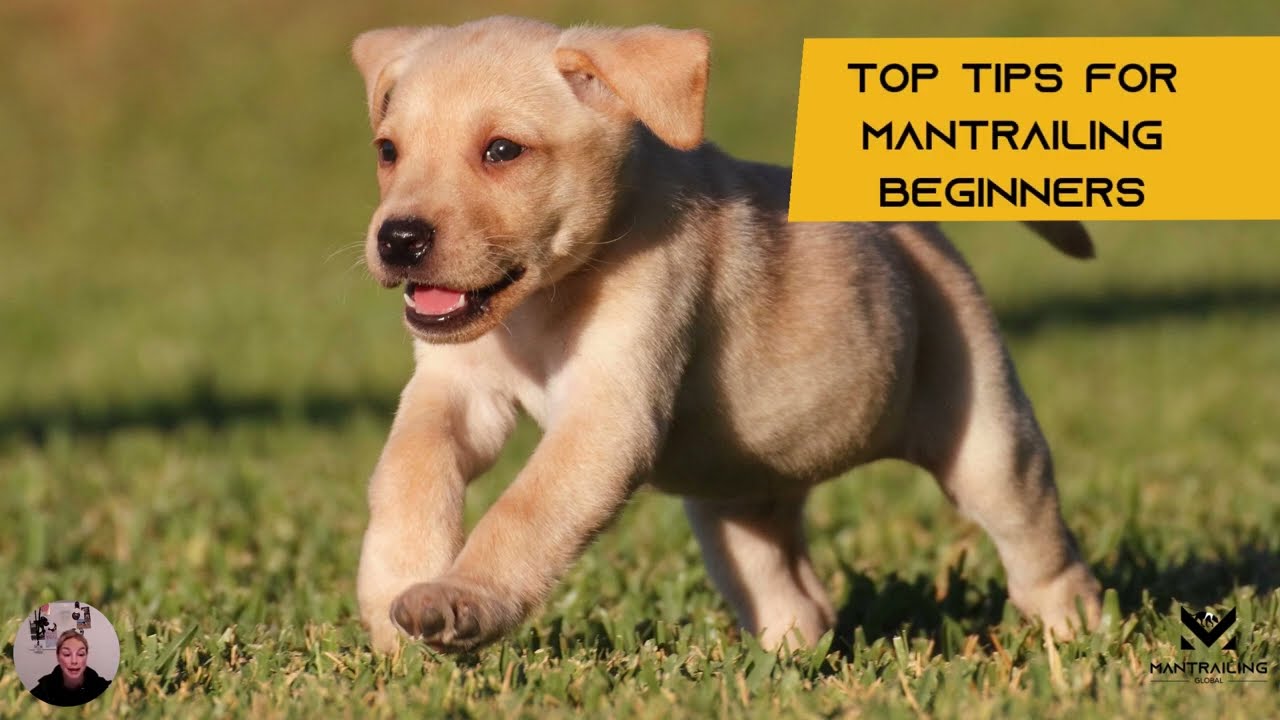 Top Tips for Mantrailing Beginners
