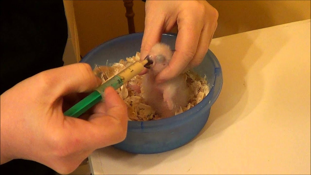 Papagáj sivý Žako - kŕmenie mladých
