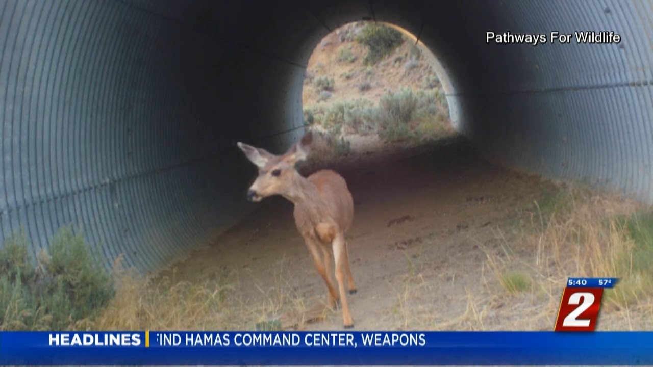 Cameras Spot Wildlife Along U.S. 395 in North Valleys