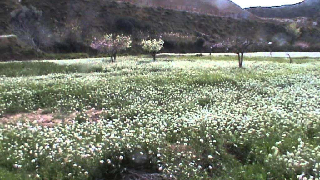 flores meliferas marzo 2013 rabanizas