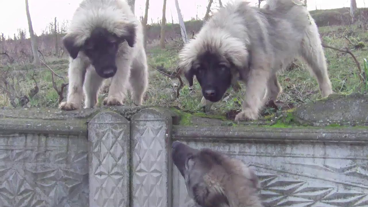This is What Freedom Looks Like for Shepherd Puppies and Dogs!