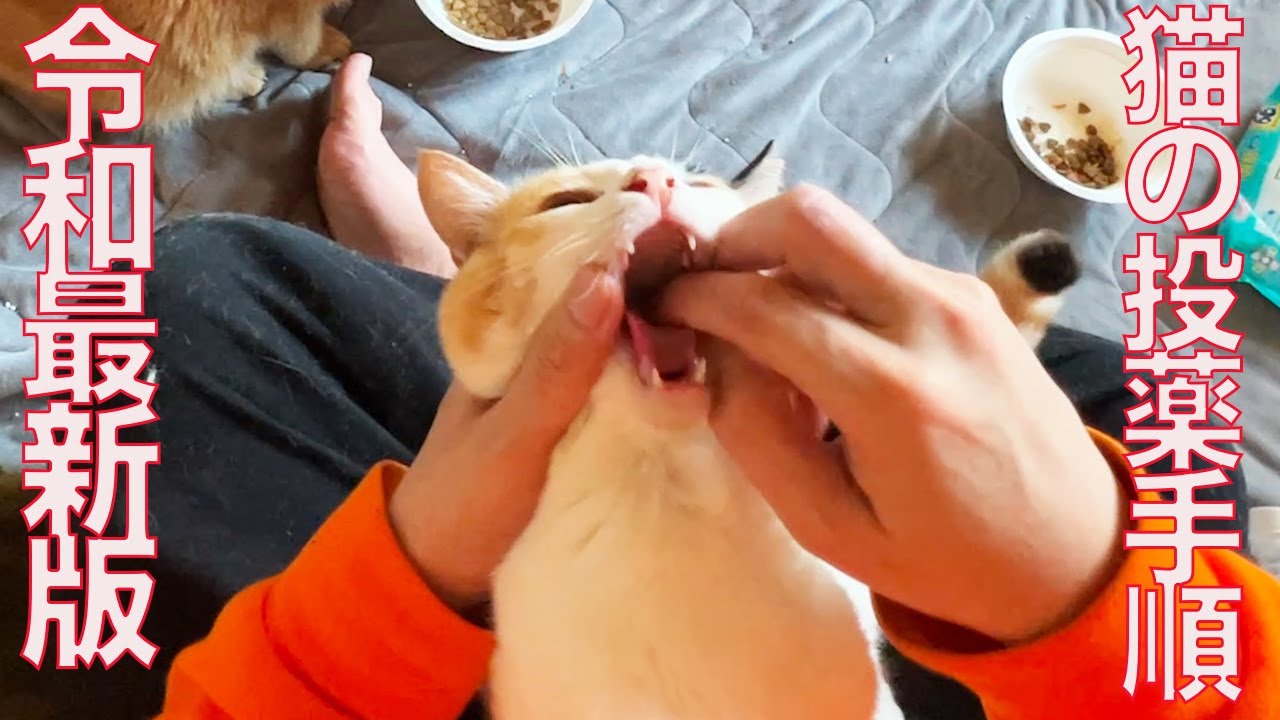 猫のQOL爆上がり！猫の直接投薬への手順【令和最新版】