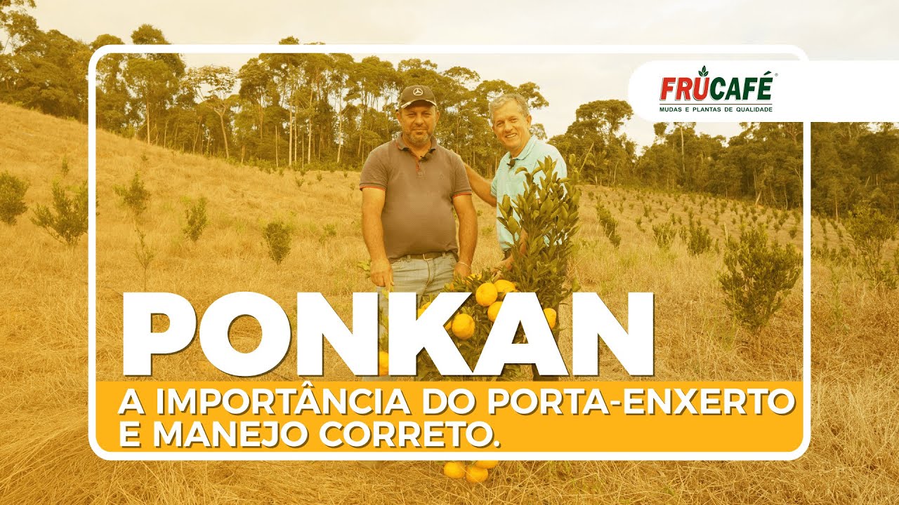 A Importância do Porta Enxerto e do Manejo Correto, no Sucesso com Tangerina Ponkan.