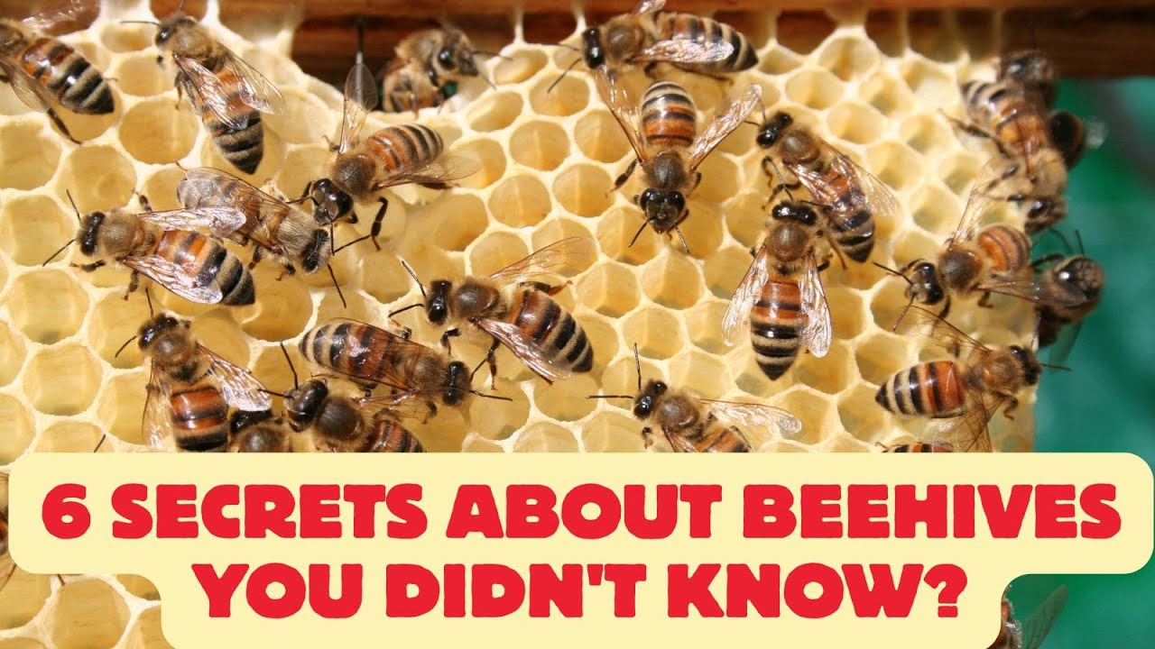 6 secrets about beehives you didn't know? 