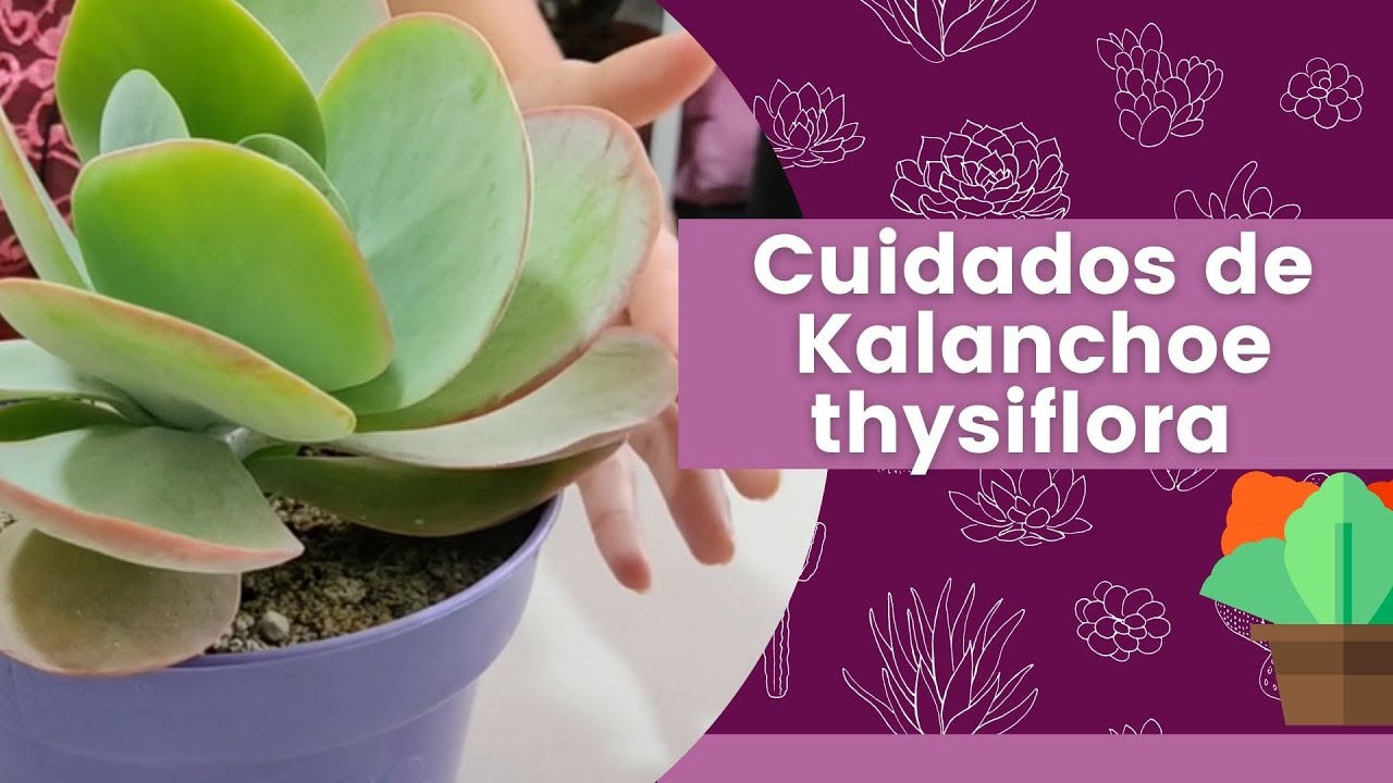 Cuidados de Kalanchoe thysiflora | Hablemos de suculentas