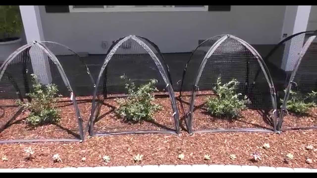 Protecting blueberries From Birds